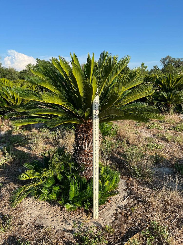 cycas-revoluta-king-sago-palm-cycad