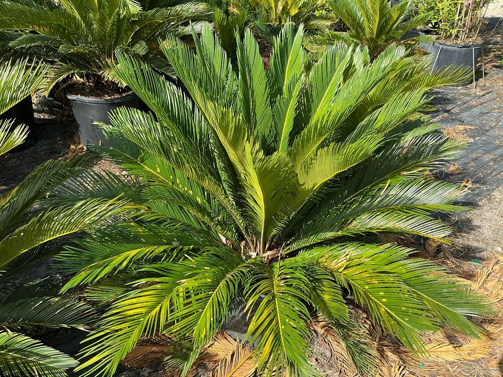 cycas-revoluta-king-sago-palm-cycad