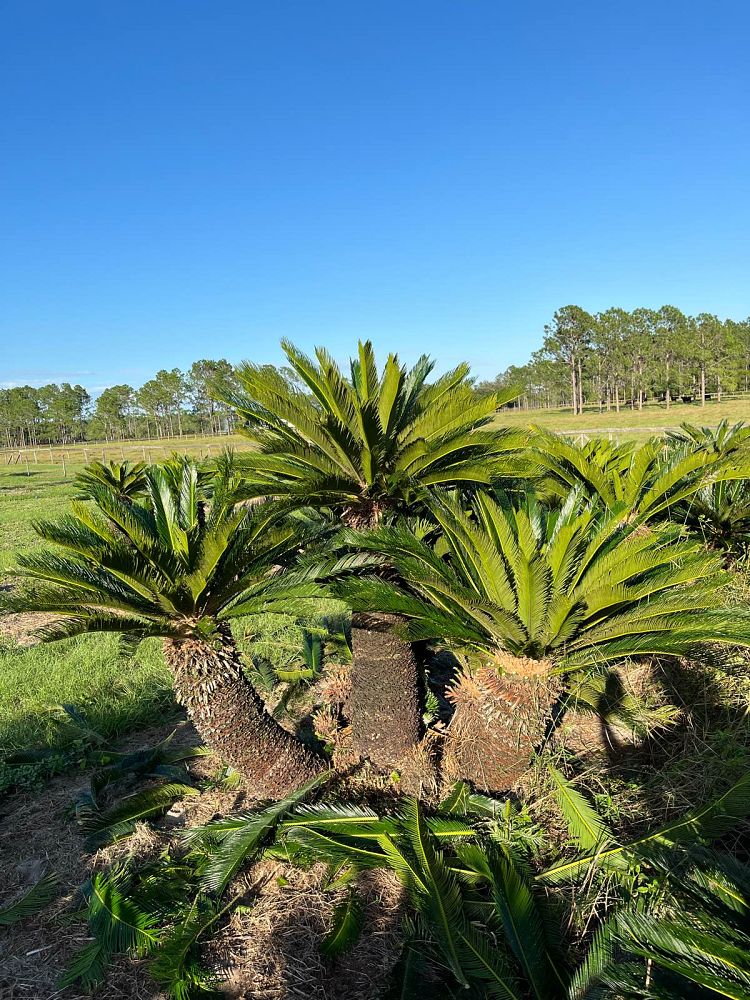 cycas-revoluta-king-sago-palm-cycad