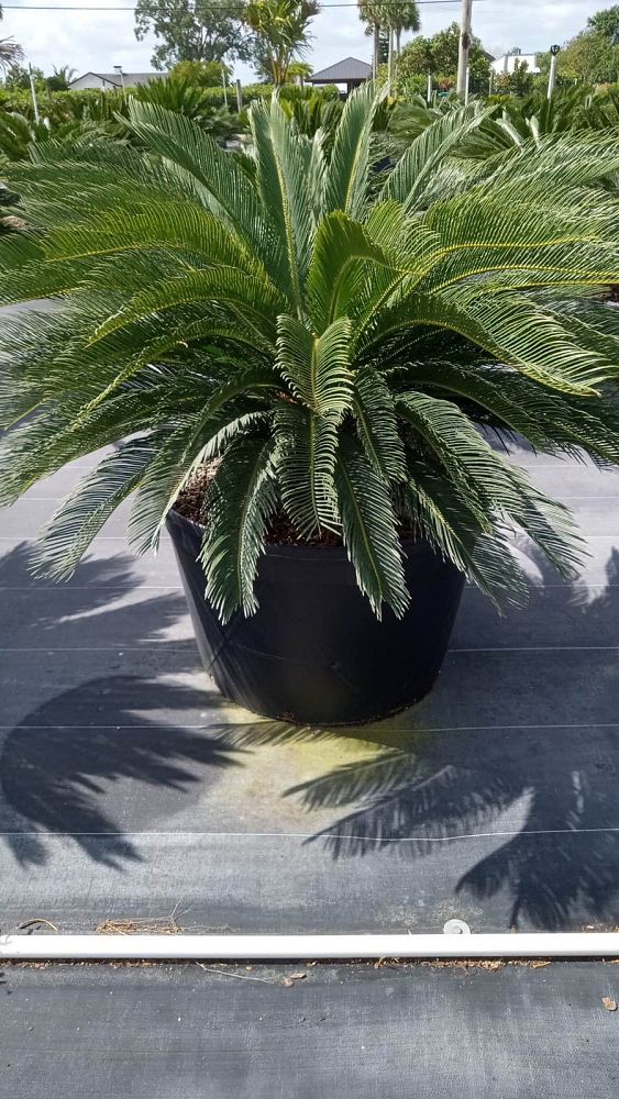 cycas-revoluta-king-sago-palm-cycad