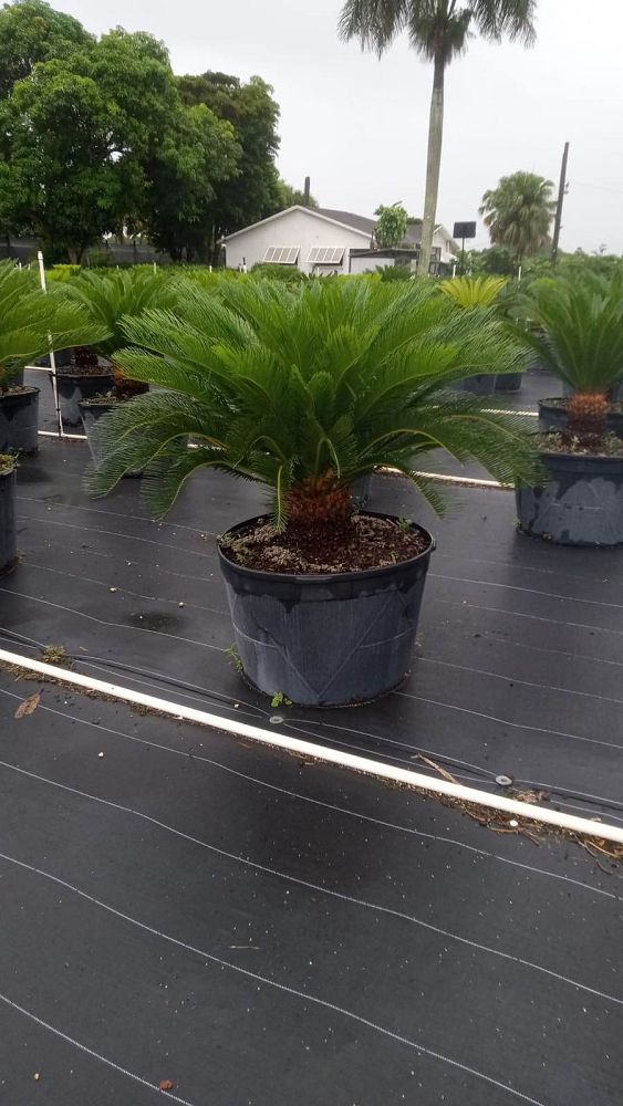cycas-revoluta-king-sago-palm-cycad