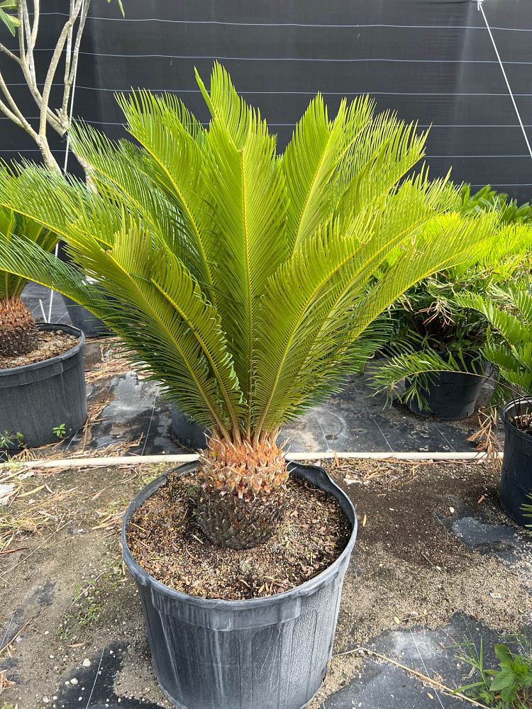 cycas-revoluta-king-sago-palm-cycad