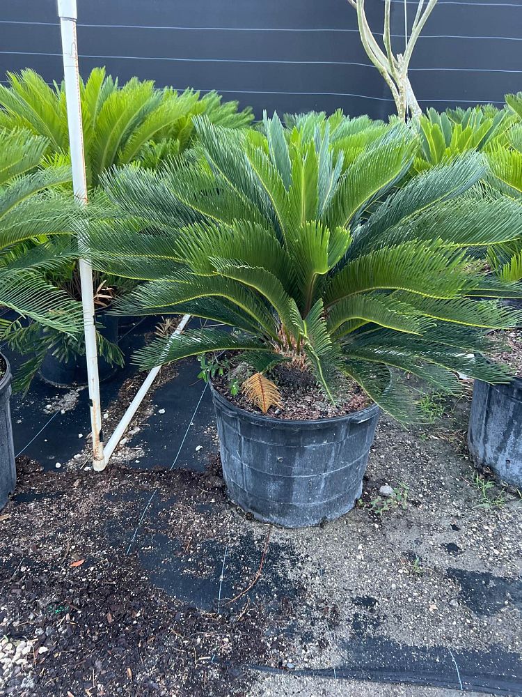 cycas-revoluta-king-sago-palm-cycad
