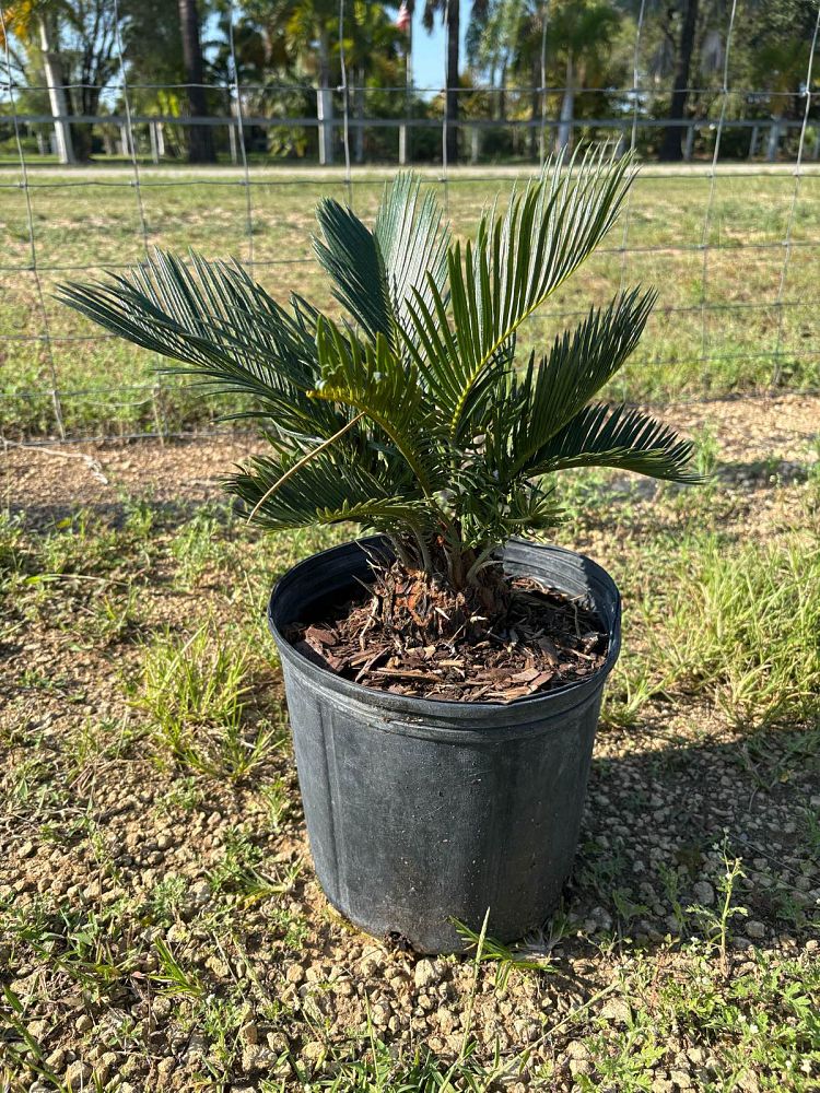 cycas-revoluta-king-sago-palm-cycad