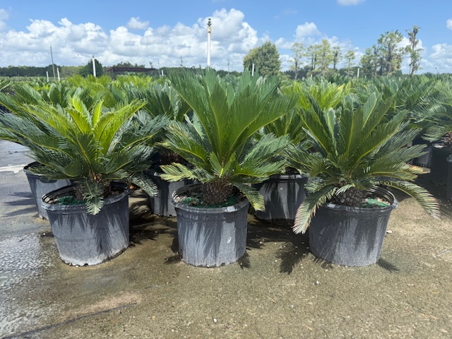 cycas-revoluta-king-sago-palm-cycad