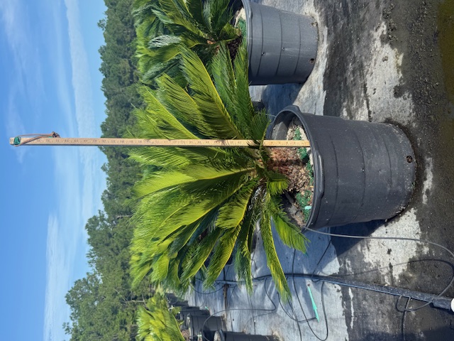 cycas-revoluta-king-sago-palm-cycad