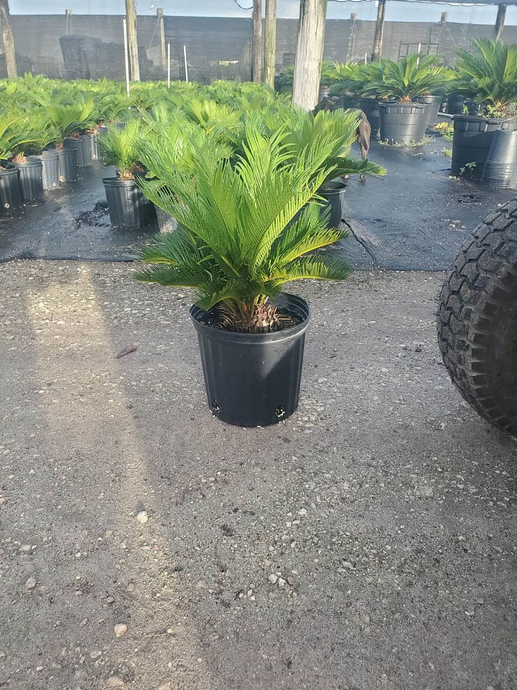 cycas-revoluta-king-sago-palm-cycad