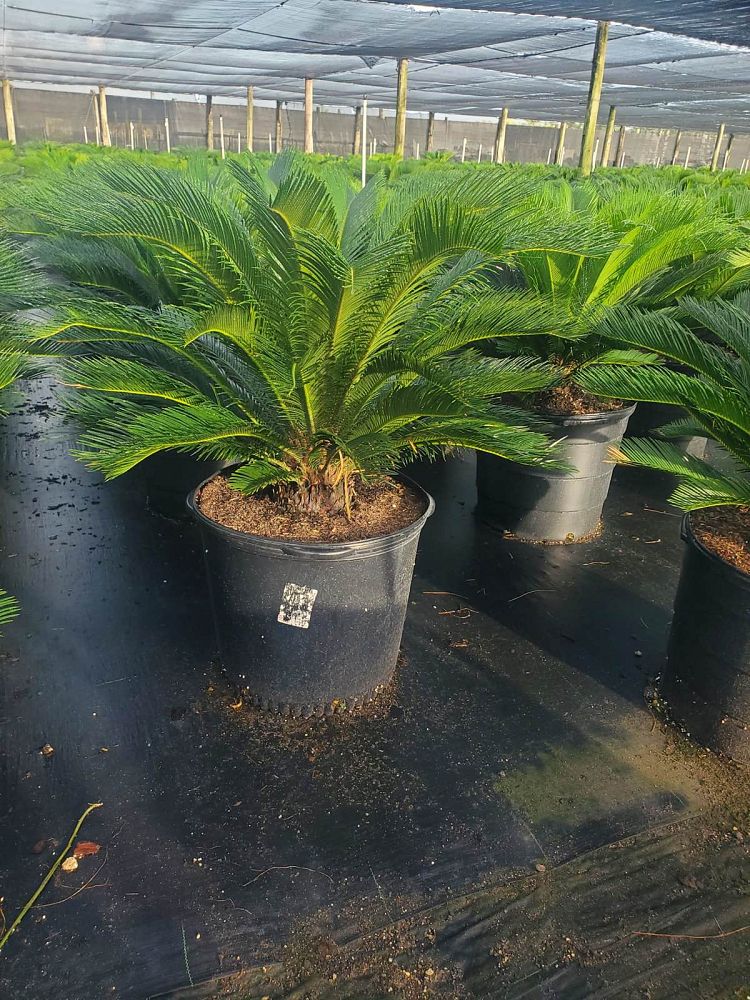 cycas-revoluta-king-sago-palm-cycad