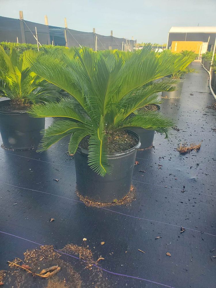 cycas-revoluta-king-sago-palm-cycad