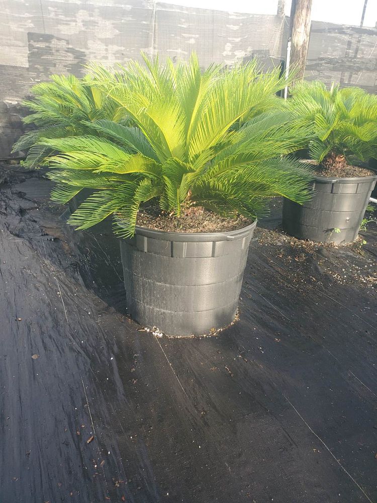 cycas-revoluta-king-sago-palm-cycad