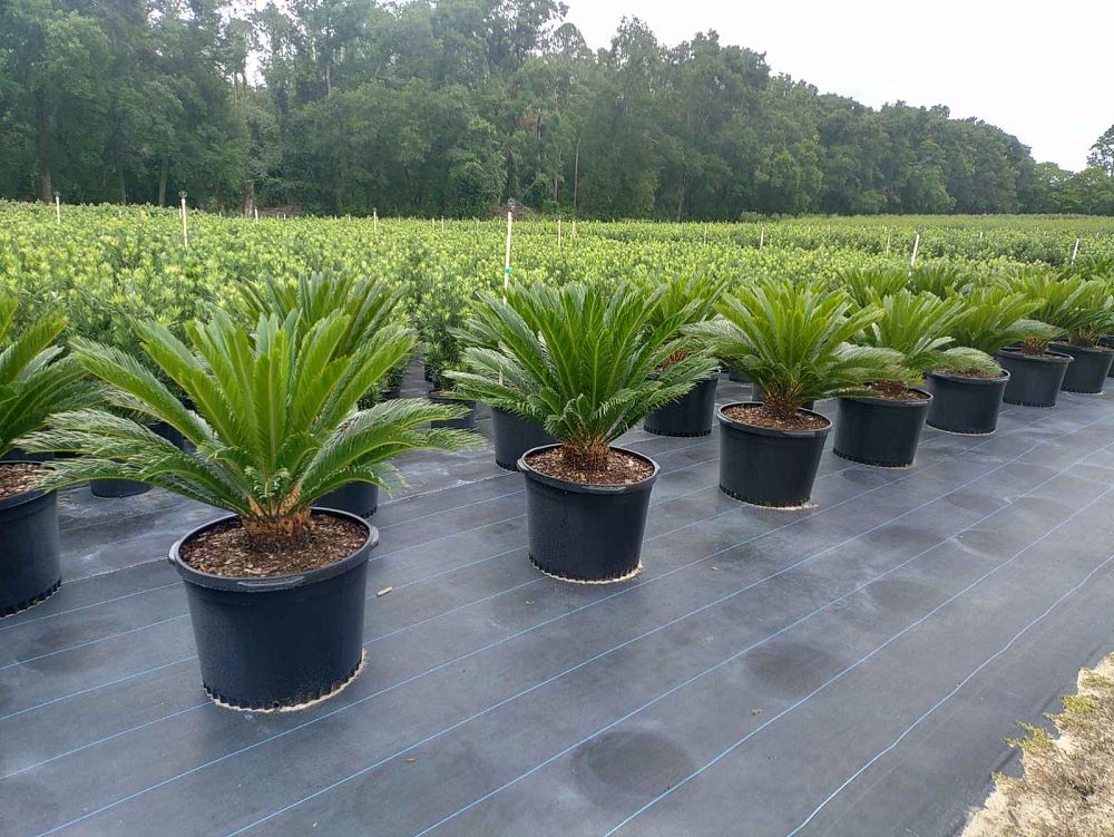 cycas-revoluta-king-sago-palm-cycad