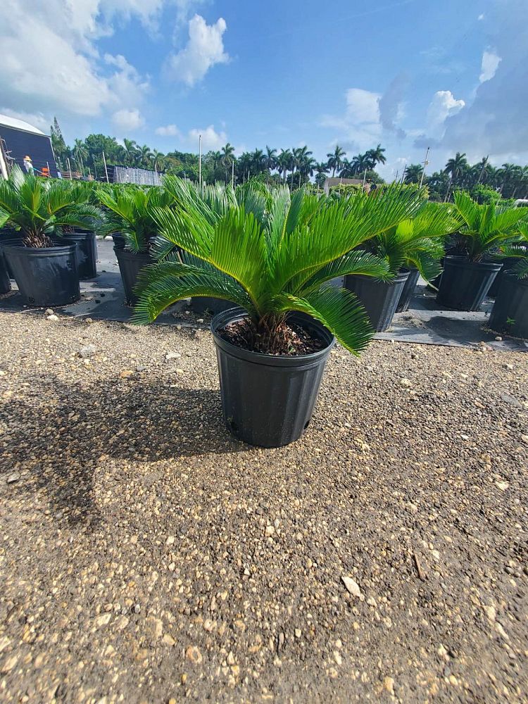 cycas-revoluta-king-sago-palm-cycad