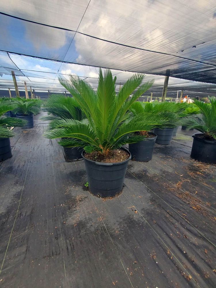 cycas-revoluta-king-sago-palm-cycad