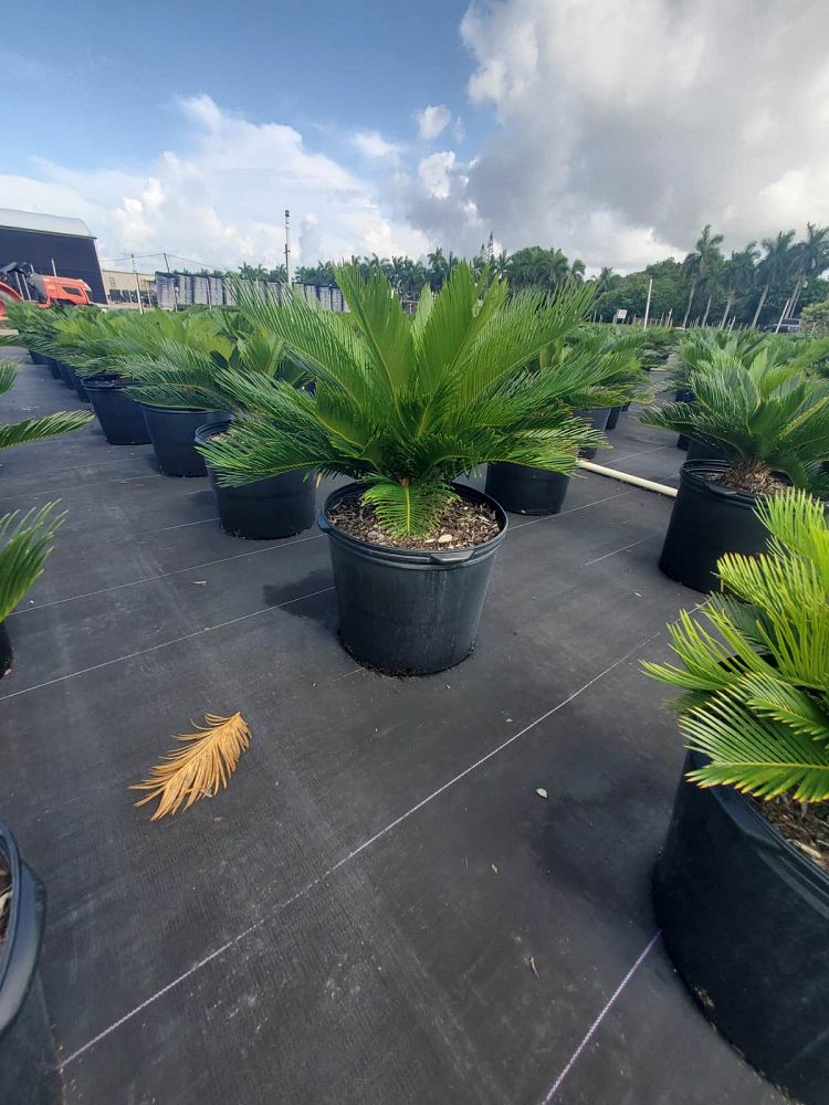 cycas-revoluta-king-sago-palm-cycad
