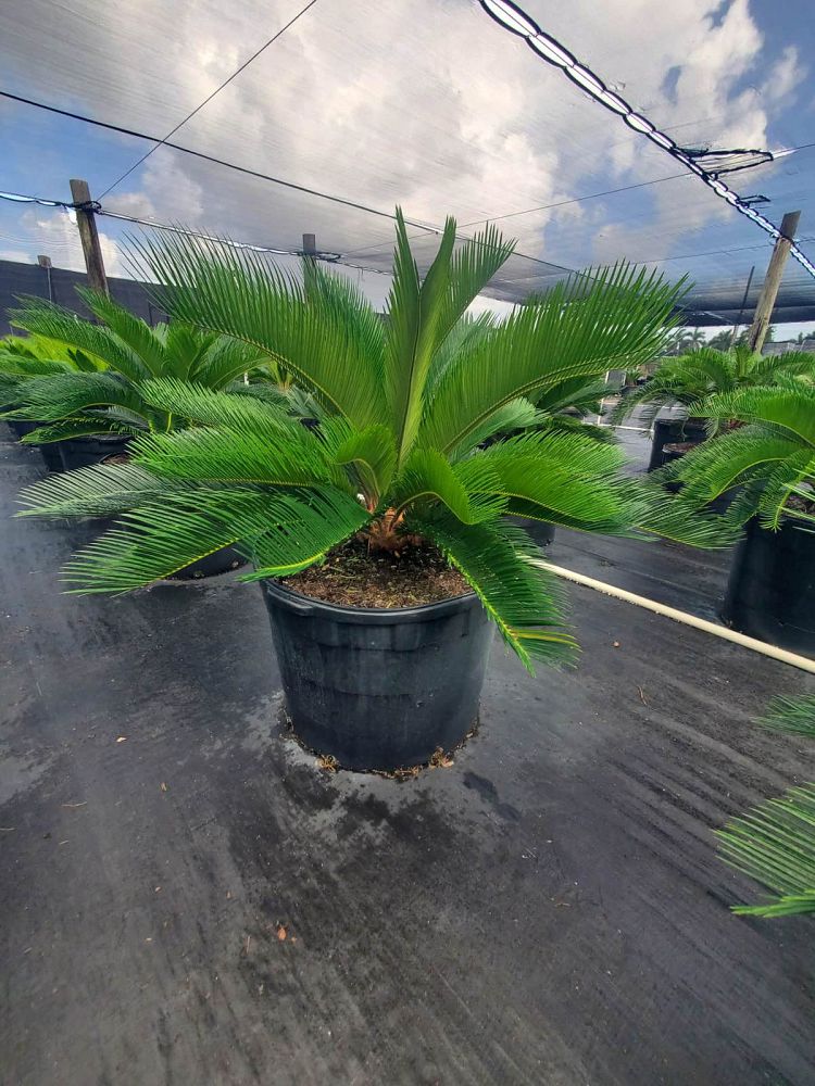 cycas-revoluta-king-sago-palm-cycad
