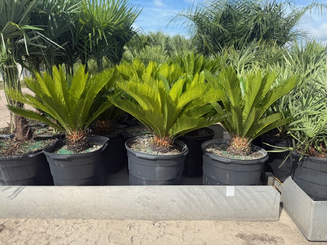 cycas-revoluta-king-sago-palm-cycad