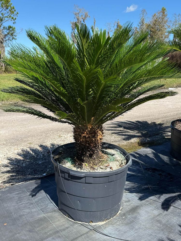 cycas-revoluta-king-sago-palm-cycad