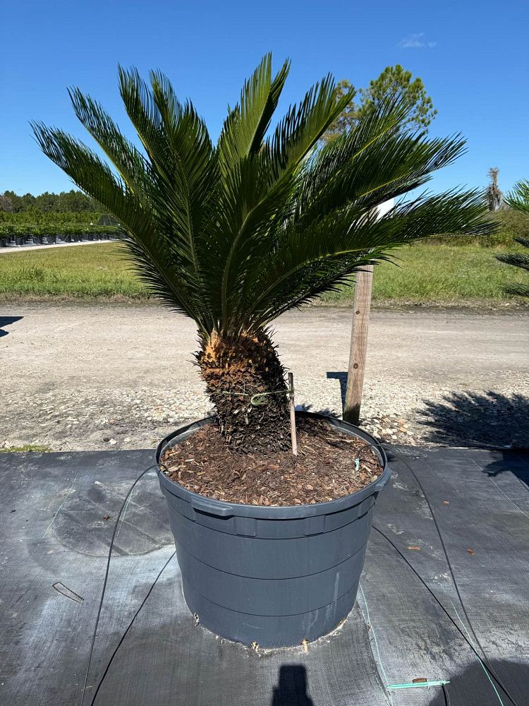 cycas-revoluta-king-sago-palm-cycad
