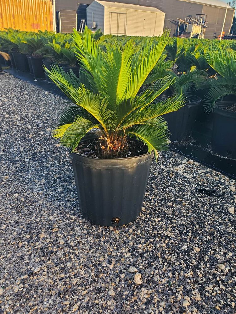 cycas-revoluta-king-sago-palm-cycad
