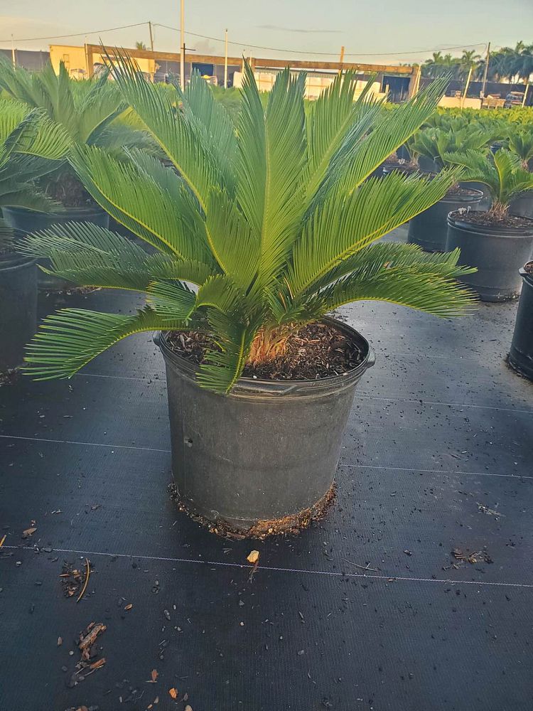 cycas-revoluta-king-sago-palm-cycad