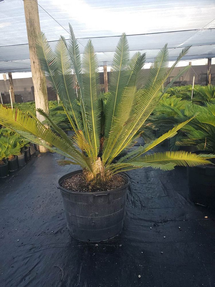 cycas-revoluta-king-sago-palm-cycad