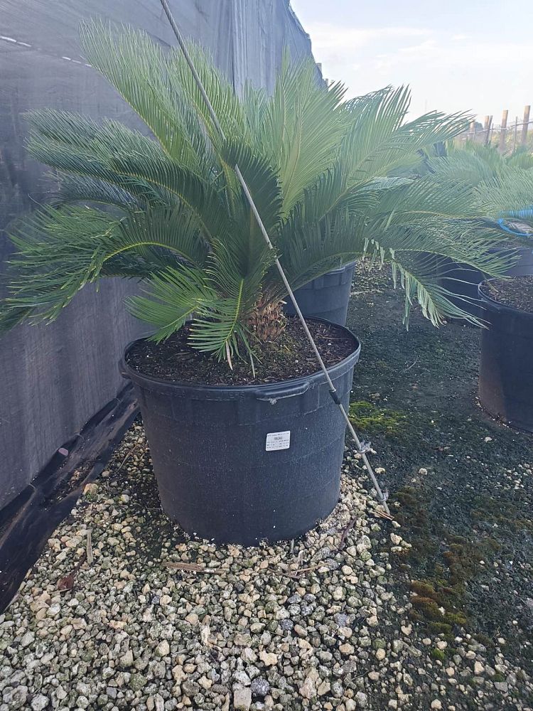 cycas-revoluta-king-sago-palm-cycad