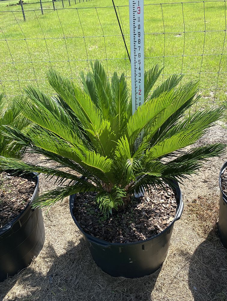 cycas-revoluta-king-sago-palm-cycad