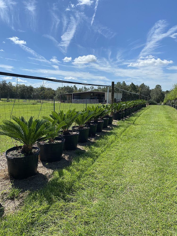 cycas-revoluta-king-sago-palm-cycad