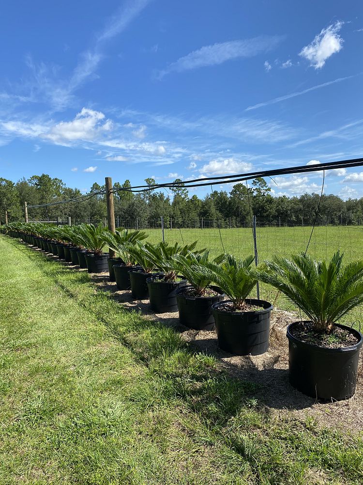 cycas-revoluta-king-sago-palm-cycad