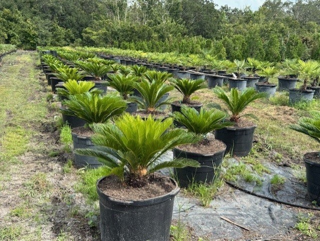 cycas-revoluta-king-sago-palm-cycad
