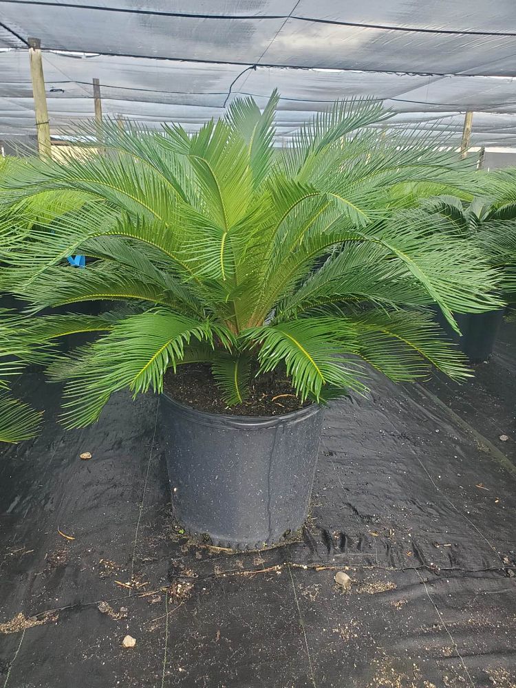 cycas-revoluta-king-sago-palm-cycad