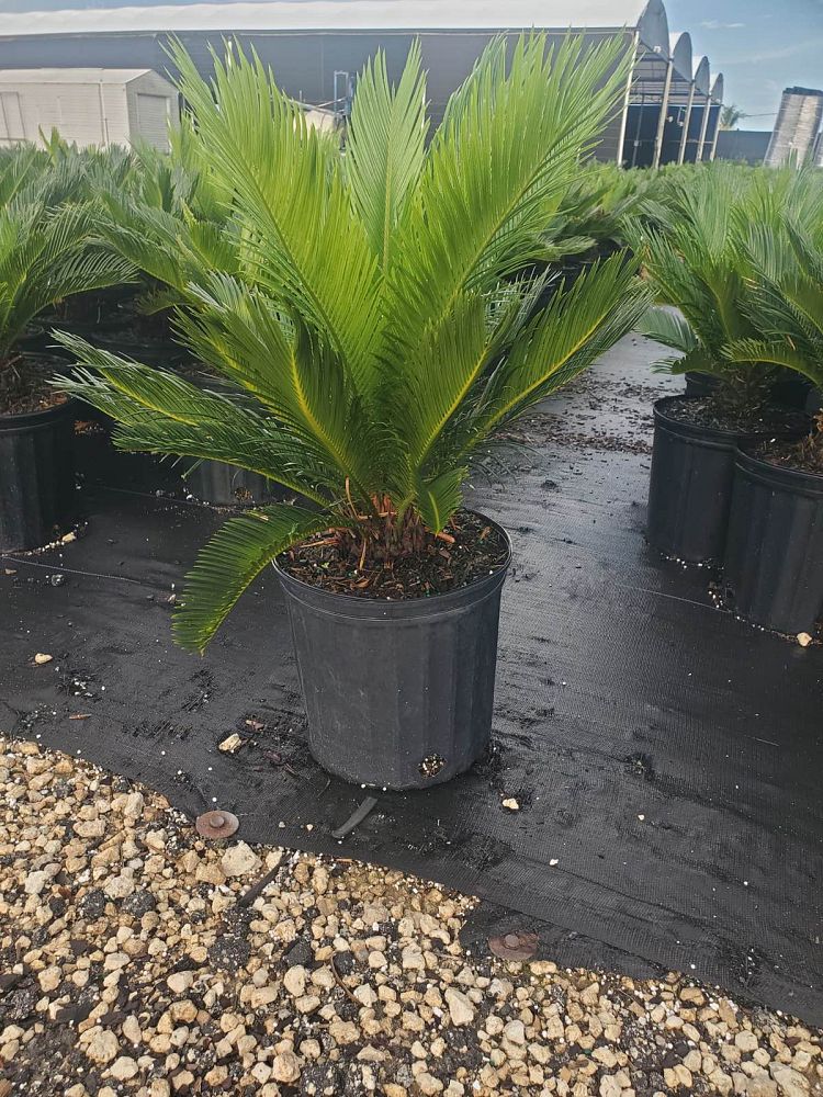 cycas-revoluta-king-sago-palm-cycad
