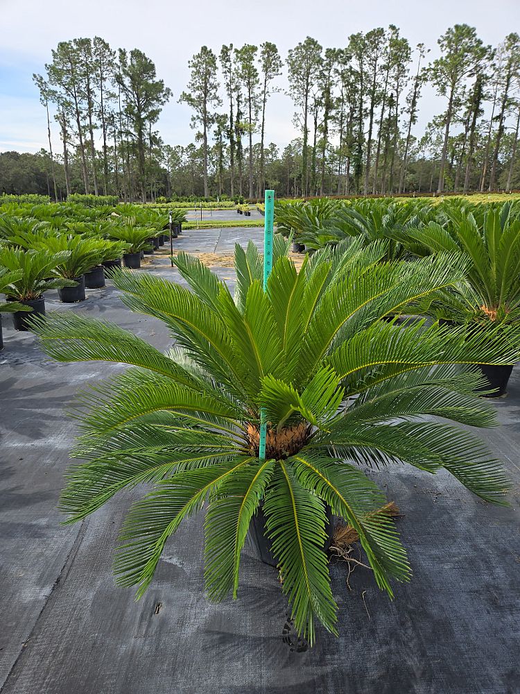 cycas-revoluta-king-sago-palm-cycad