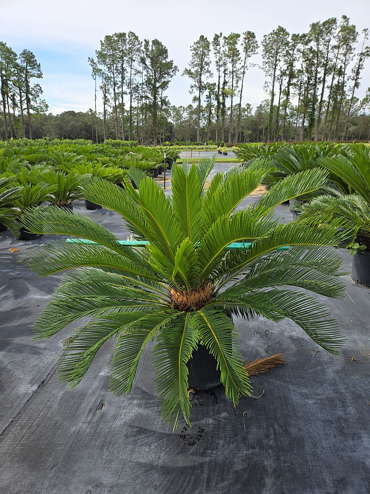 cycas-revoluta-king-sago-palm-cycad
