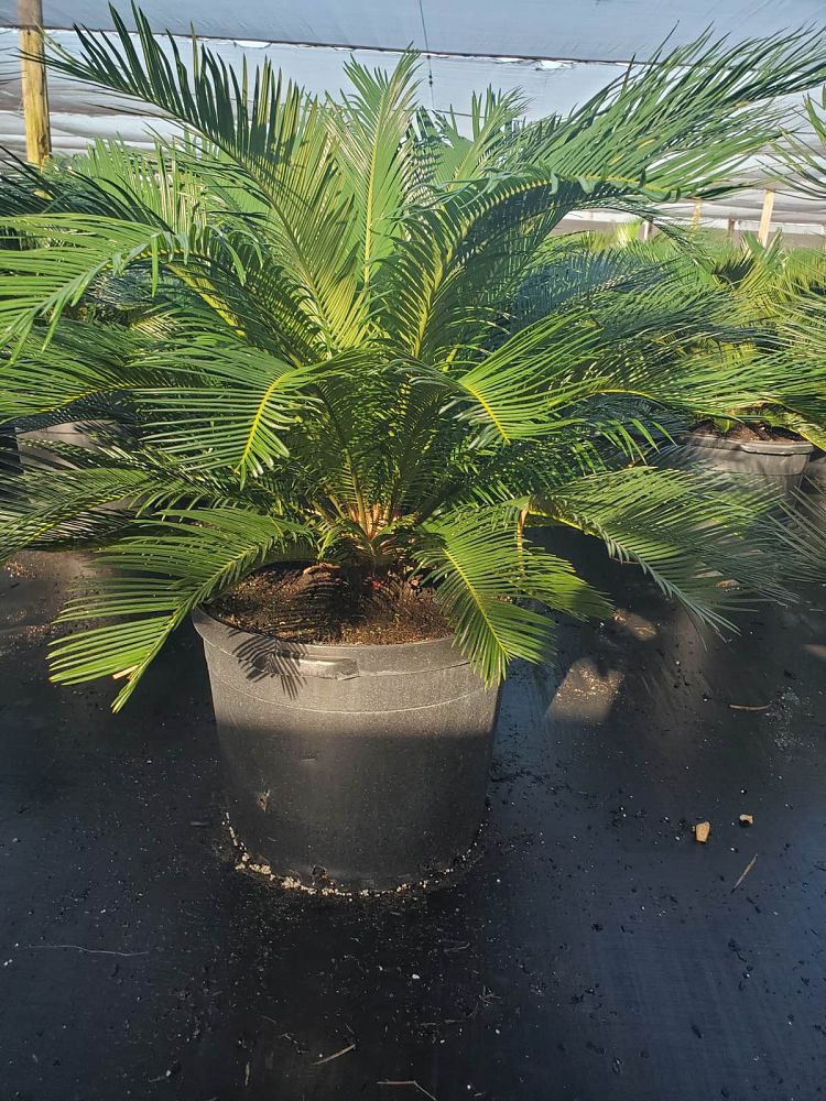 cycas-revoluta-king-sago-palm-cycad