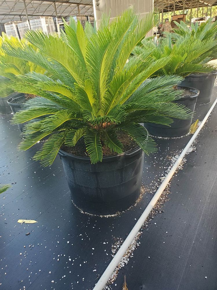 cycas-revoluta-king-sago-palm-cycad