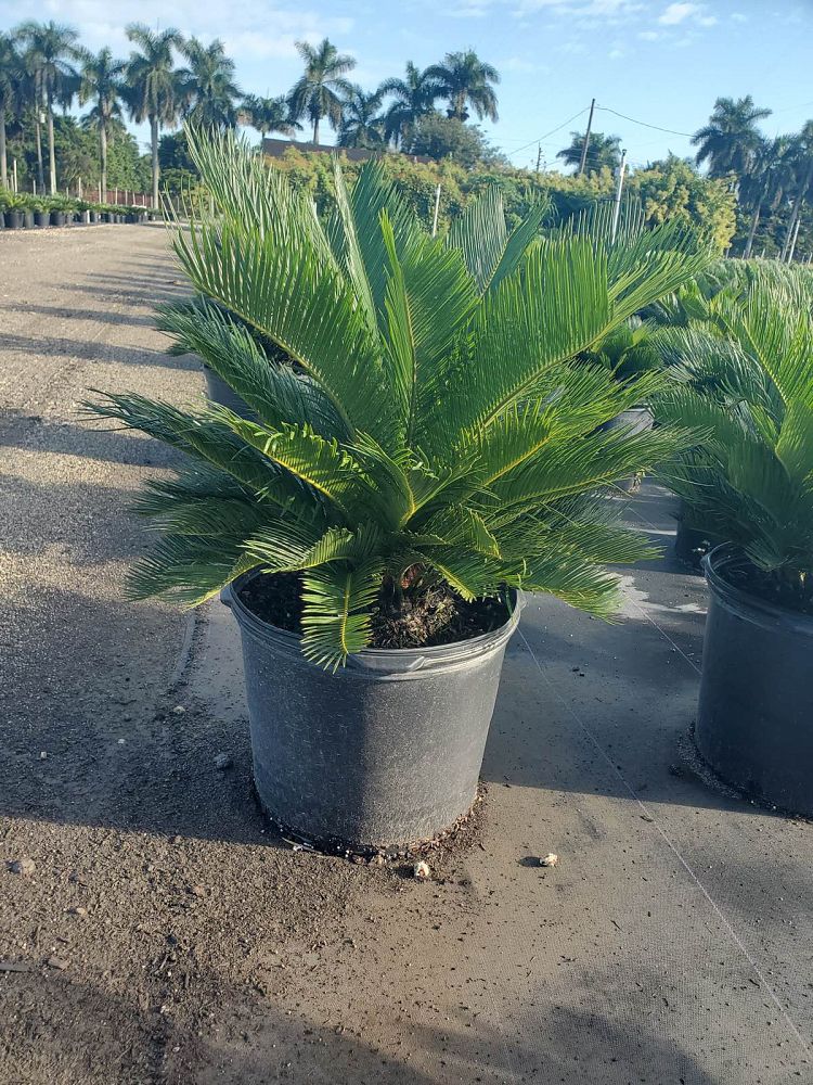 cycas-revoluta-king-sago-palm-cycad