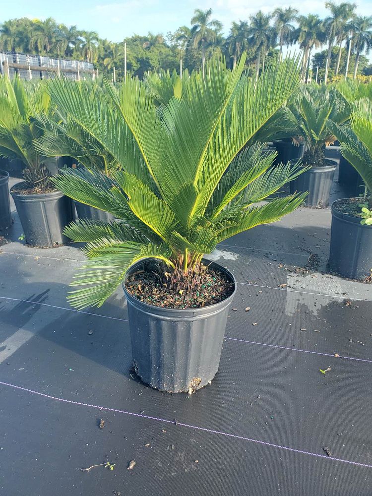 cycas-revoluta-king-sago-palm-cycad