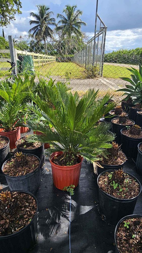 cycas-revoluta-king-sago-palm-cycad