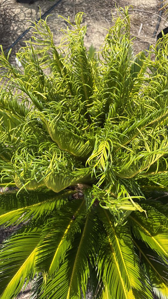 cycas-revoluta-king-sago-palm-cycad