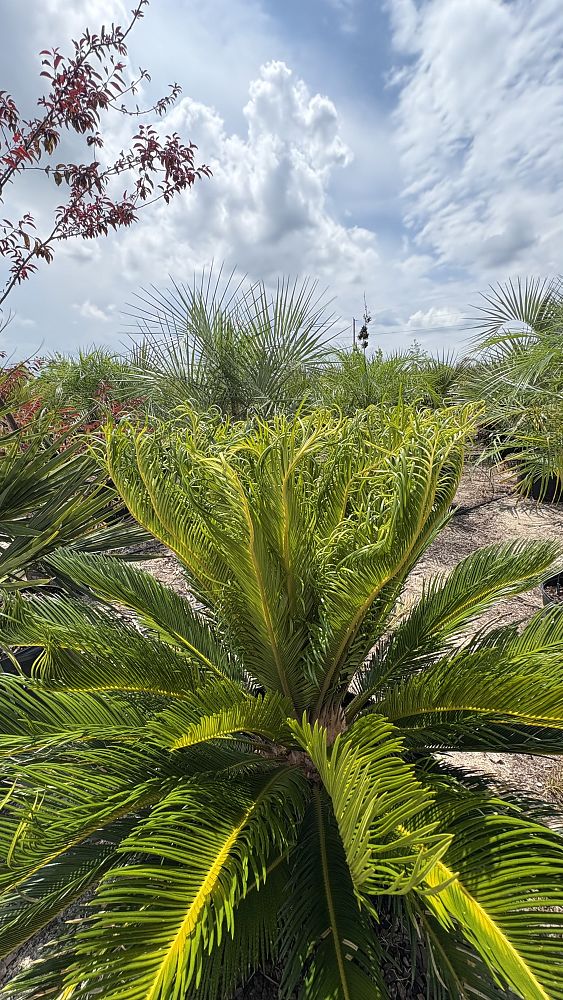 cycas-revoluta-king-sago-palm-cycad