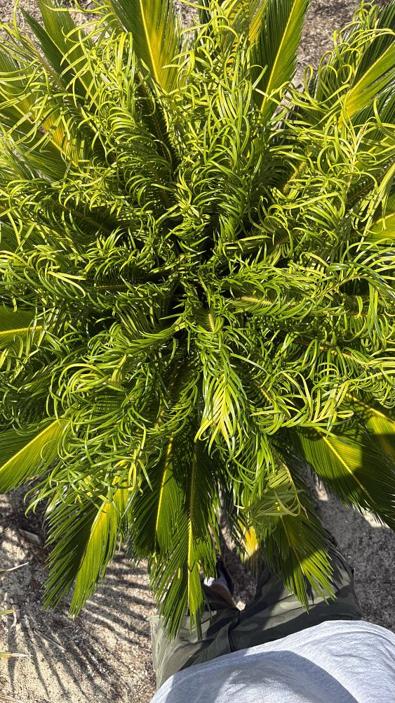 cycas-revoluta-king-sago-palm-cycad