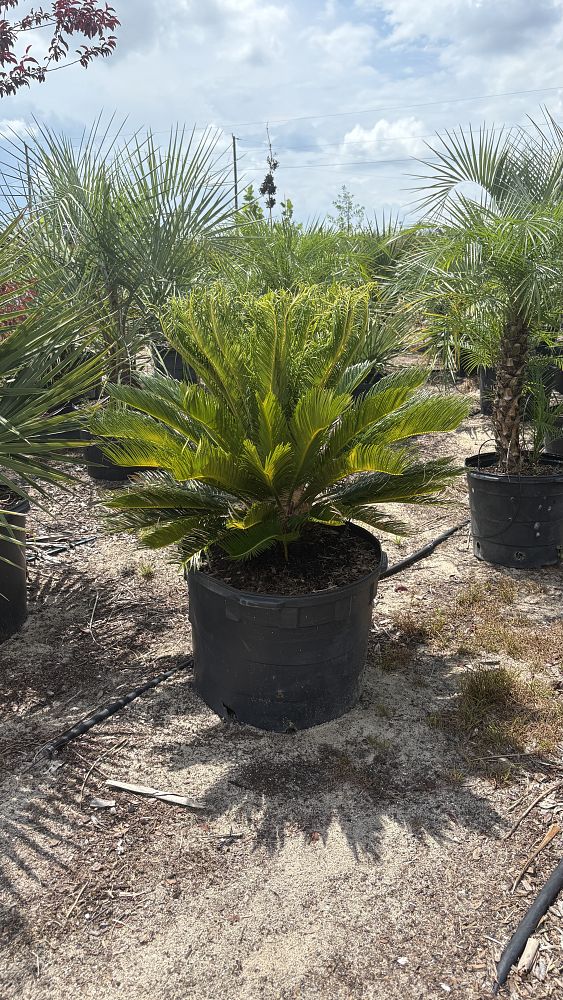 cycas-revoluta-king-sago-palm-cycad