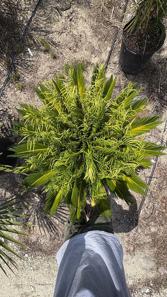 cycas-revoluta-king-sago-palm-cycad
