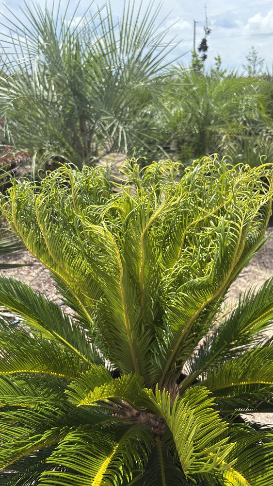 cycas-revoluta-king-sago-palm-cycad