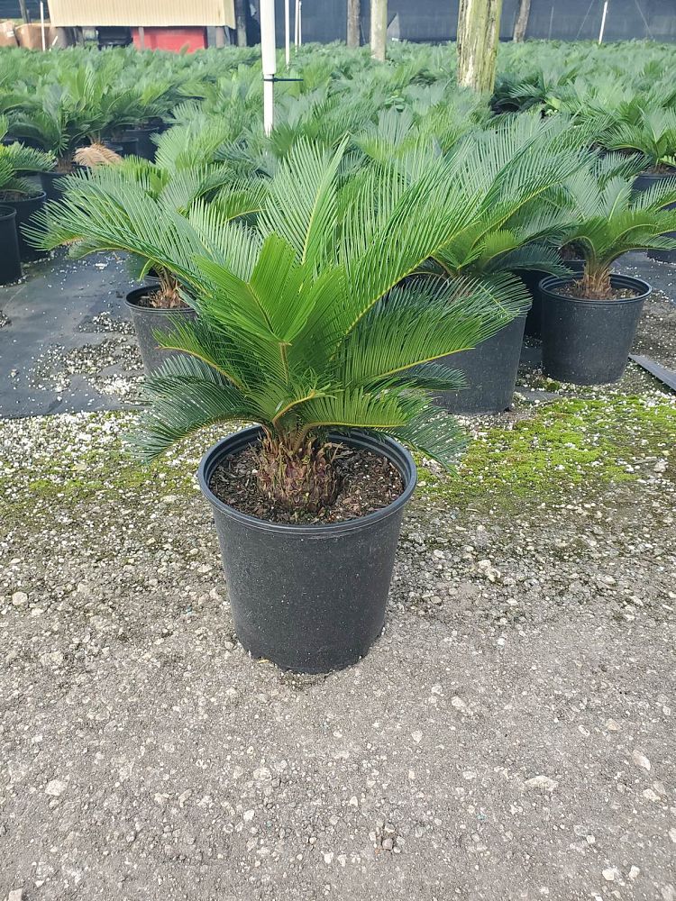 cycas-revoluta-king-sago-palm-cycad