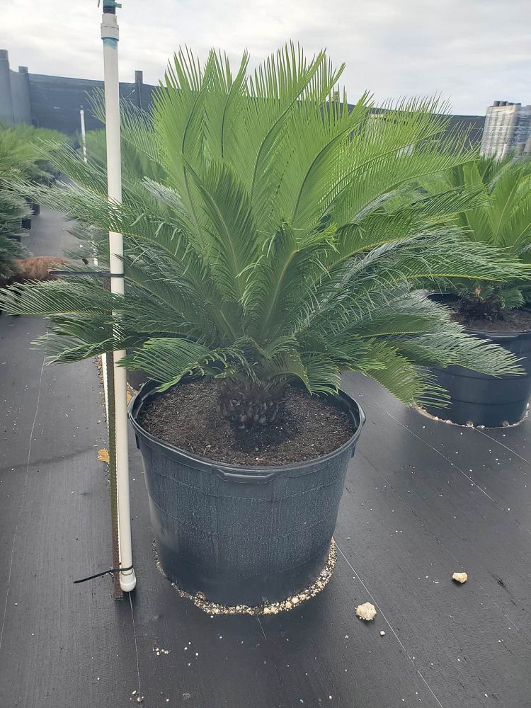 cycas-revoluta-king-sago-palm-cycad