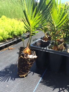 cycas-revoluta-showa-king-sago-palm-sago-cycas-sago-palm-cycad