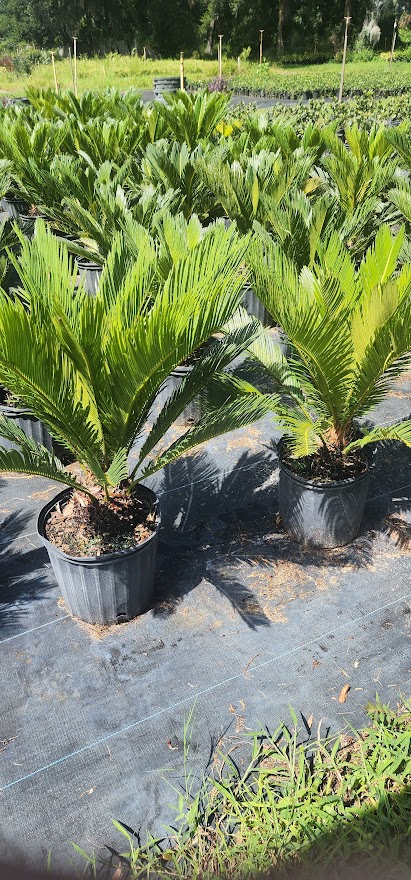 cycas-revoluta-showa-king-sago-palm-sago-cycas-sago-palm-cycad