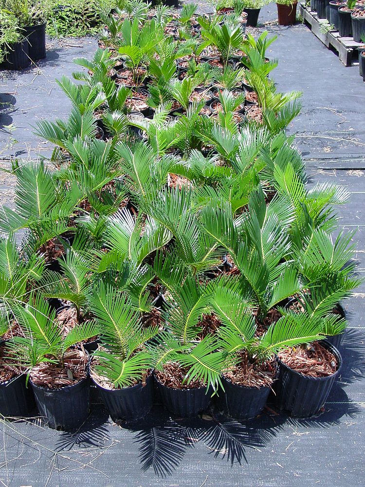 cycas-riuminiana-sago-palm-cycad